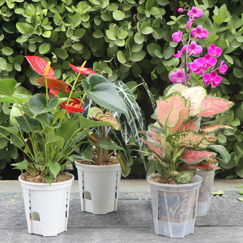 5 шт. прозрачный горшок для ор – обзор и цена Aloe Vera Pot